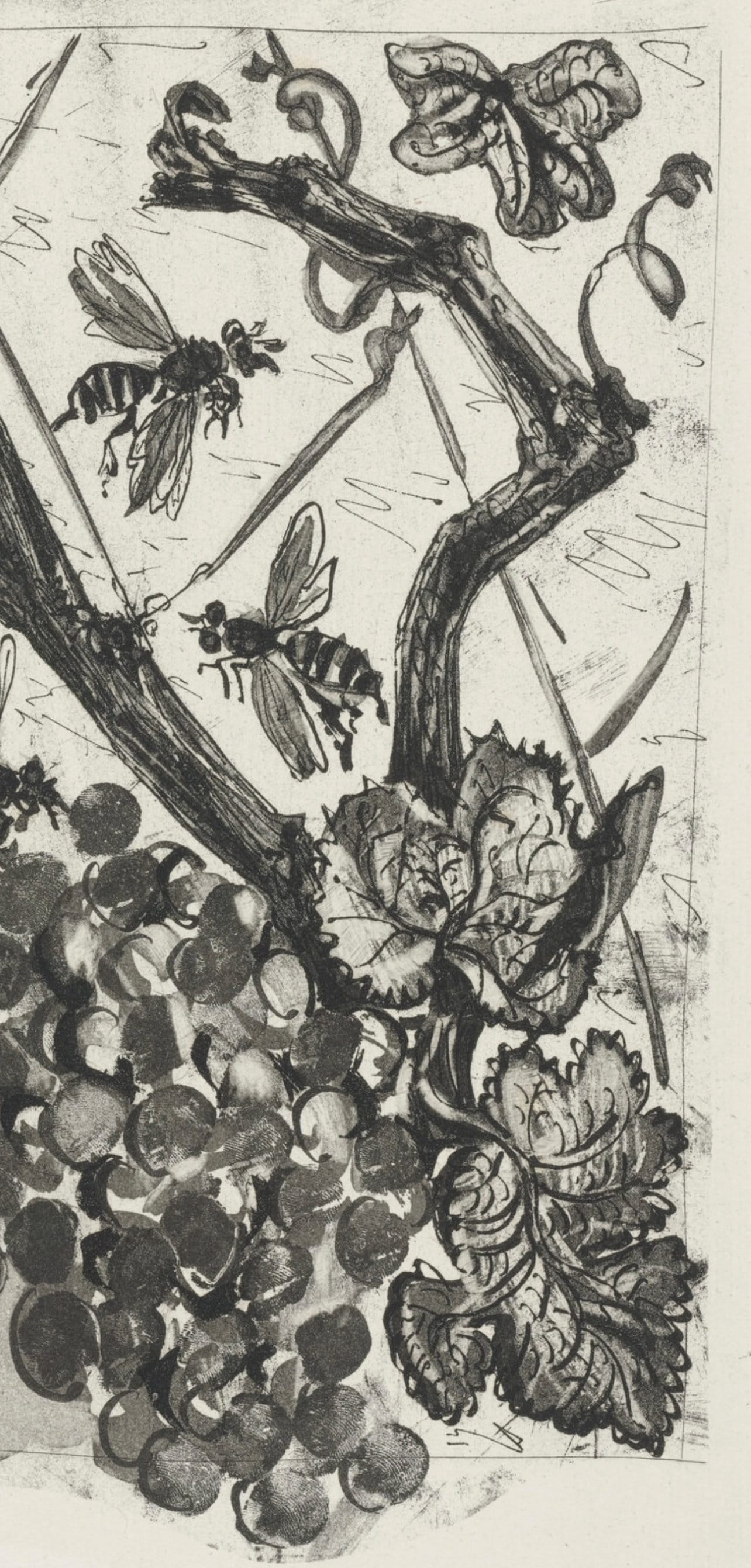Pablo Picasso, La Gupe, Histoire Naturelle, Lithograph