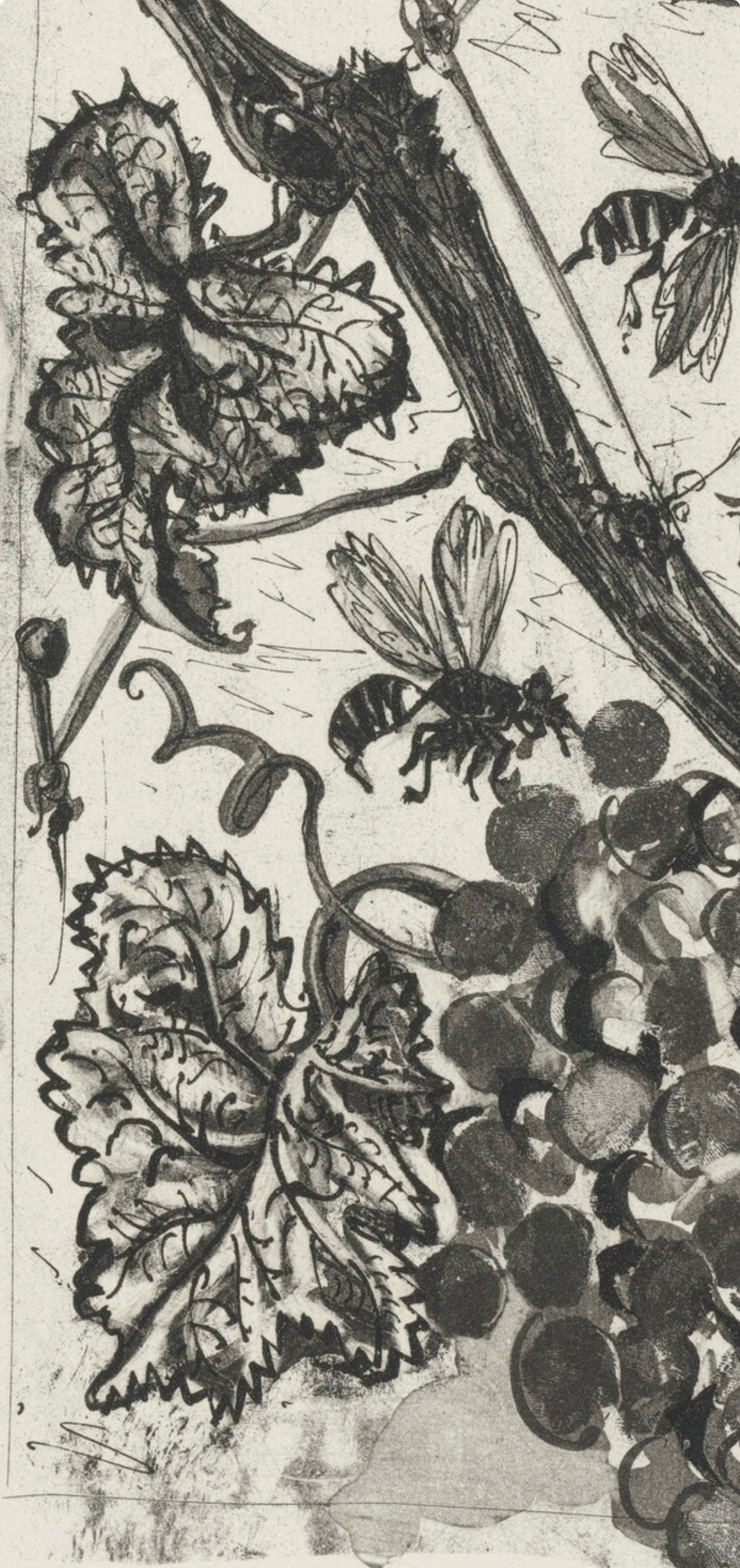 Pablo Picasso, La Gupe, Histoire Naturelle, Lithograph
