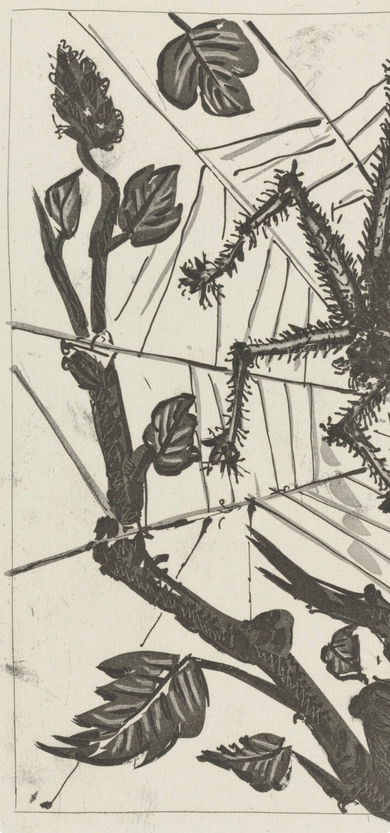Pablo Picasso, L'Araigne, Histoire Naturelle, Lithograph