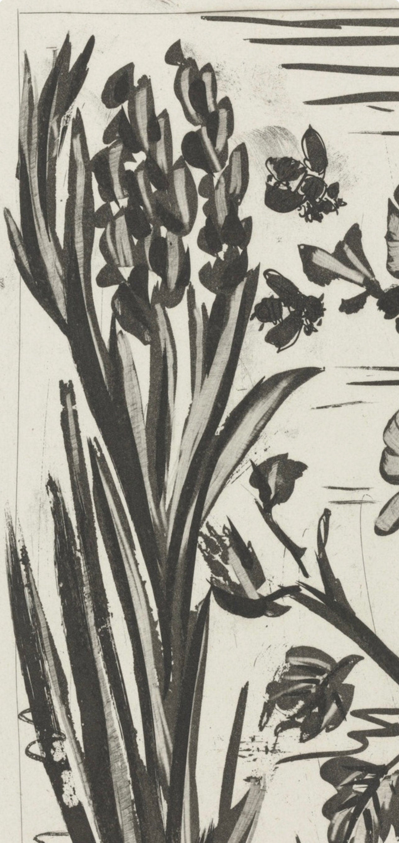 Pablo Picasso, L'Abeille, Histoire Naturelle, Lithograph