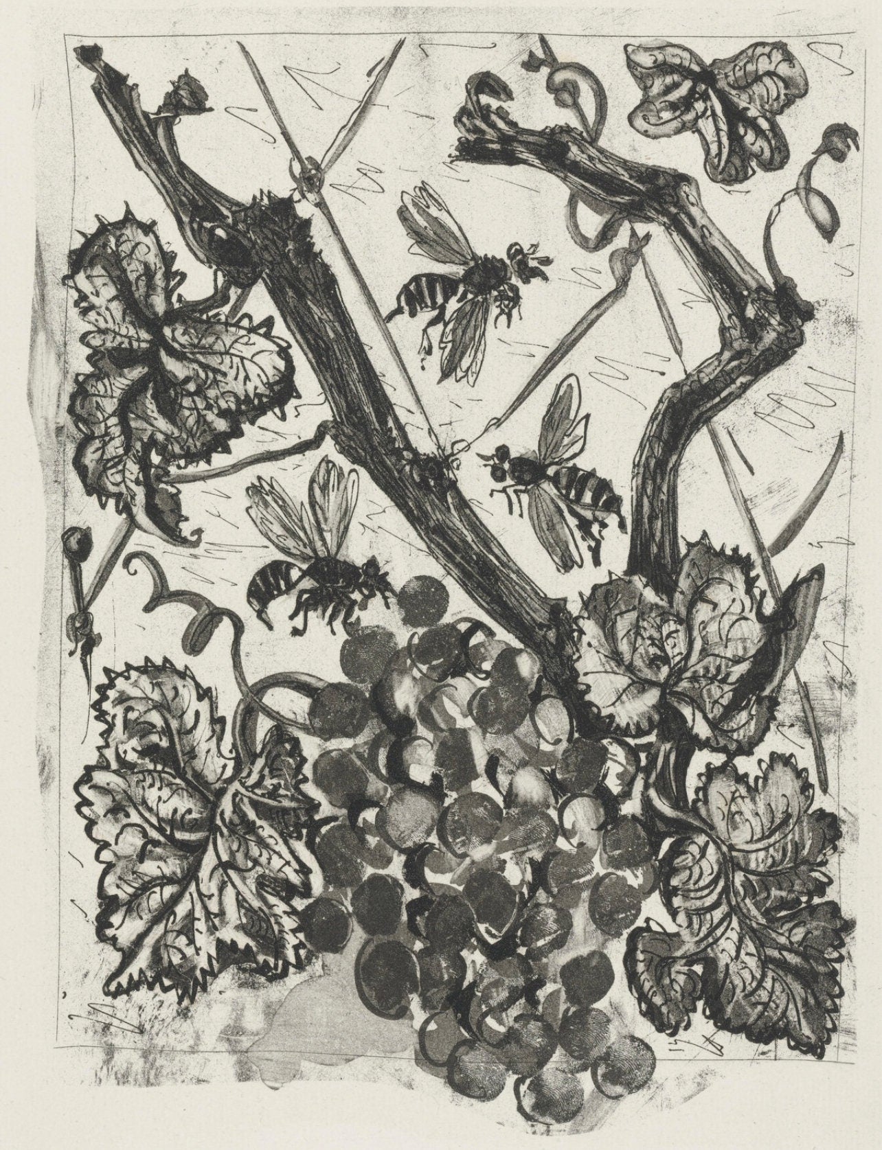 Pablo Picasso, La Gupe, Histoire Naturelle, Lithograph