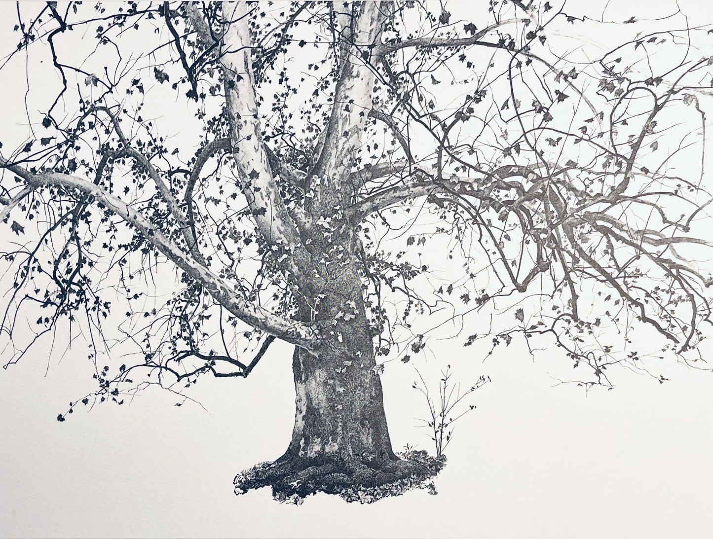 Andrew Wyeth, New Leaves, The Four Seasons, Lithograph
