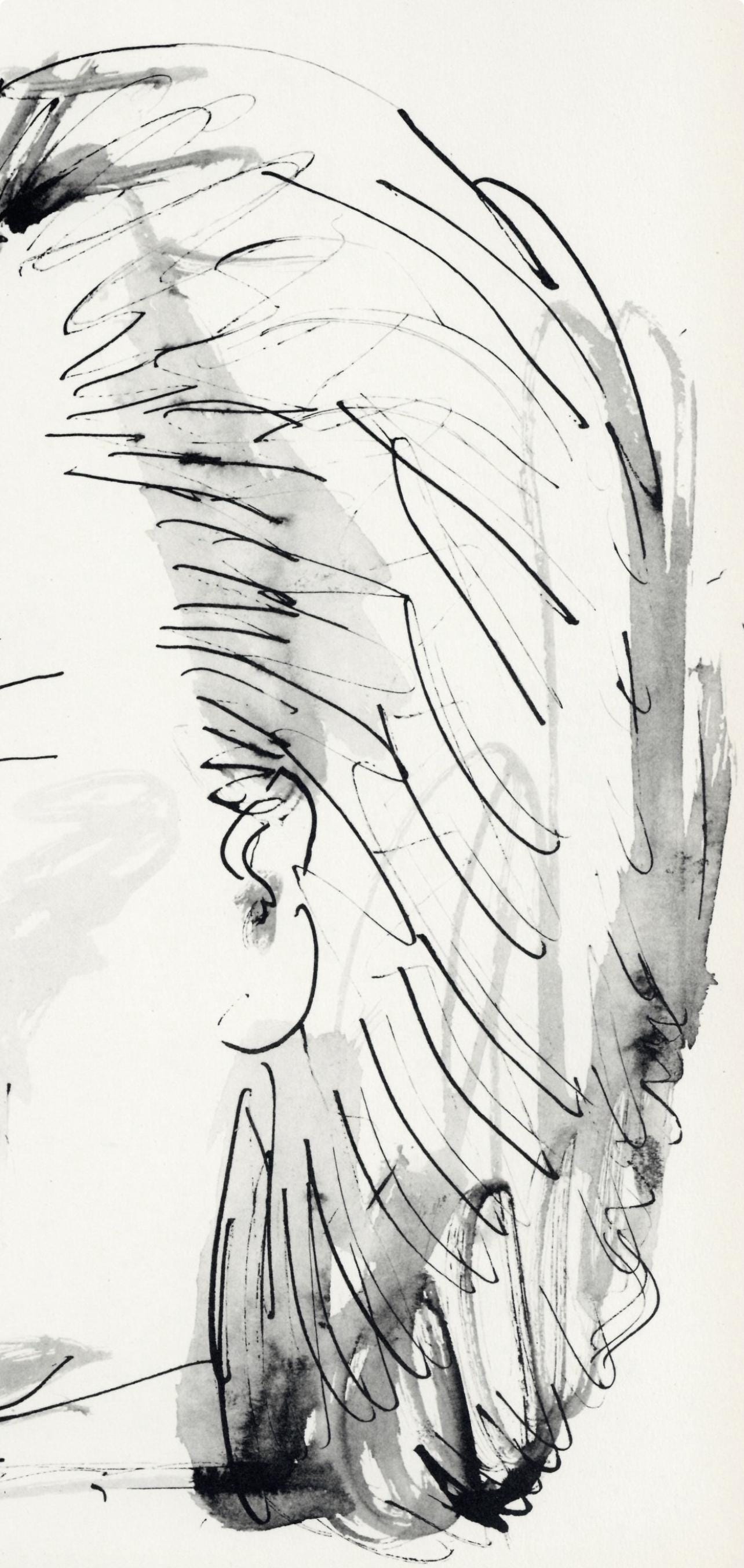 Pablo Picasso, Profil De Vieille Femme, Trait Et Lavis (Cramer No. 84), 40 Dessins De Picasso En