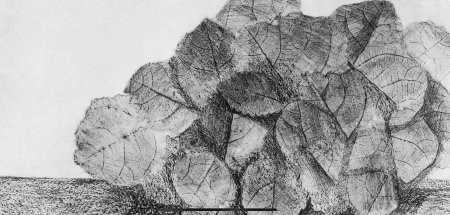 Max Ernst, Composition (Spies/Leppien 222), Histoire Naturelle, Lithograph
