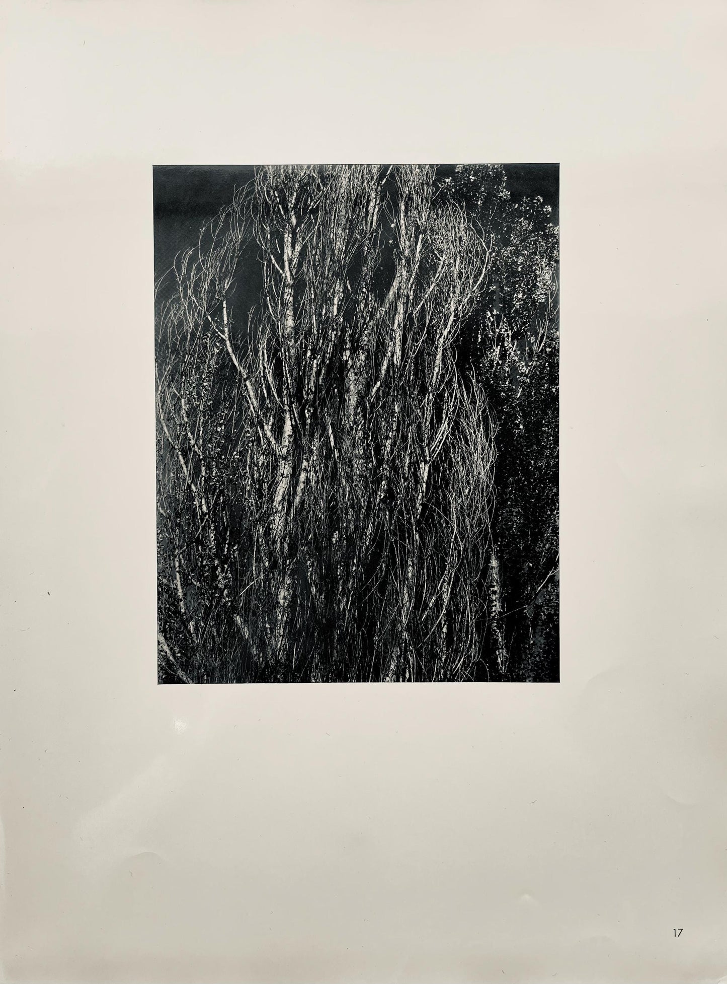 Alfred Stieglitz, Poplars, Lake George, Alfred Stieglitz Memorial Portfolio 1864-1946, Halftone