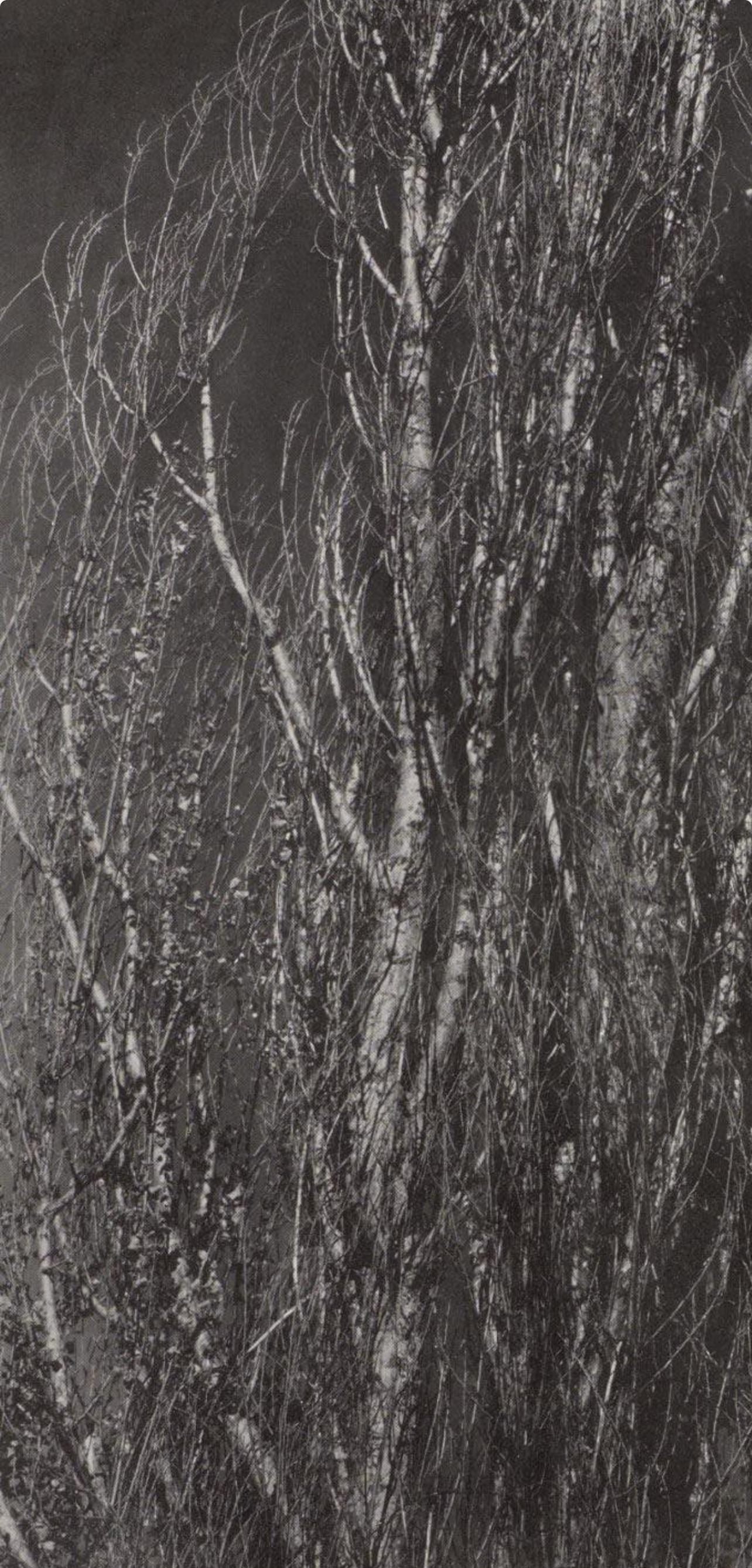 Alfred Stieglitz, Poplars, Lake George, Alfred Stieglitz Memorial Portfolio 1864-1946, Halftone