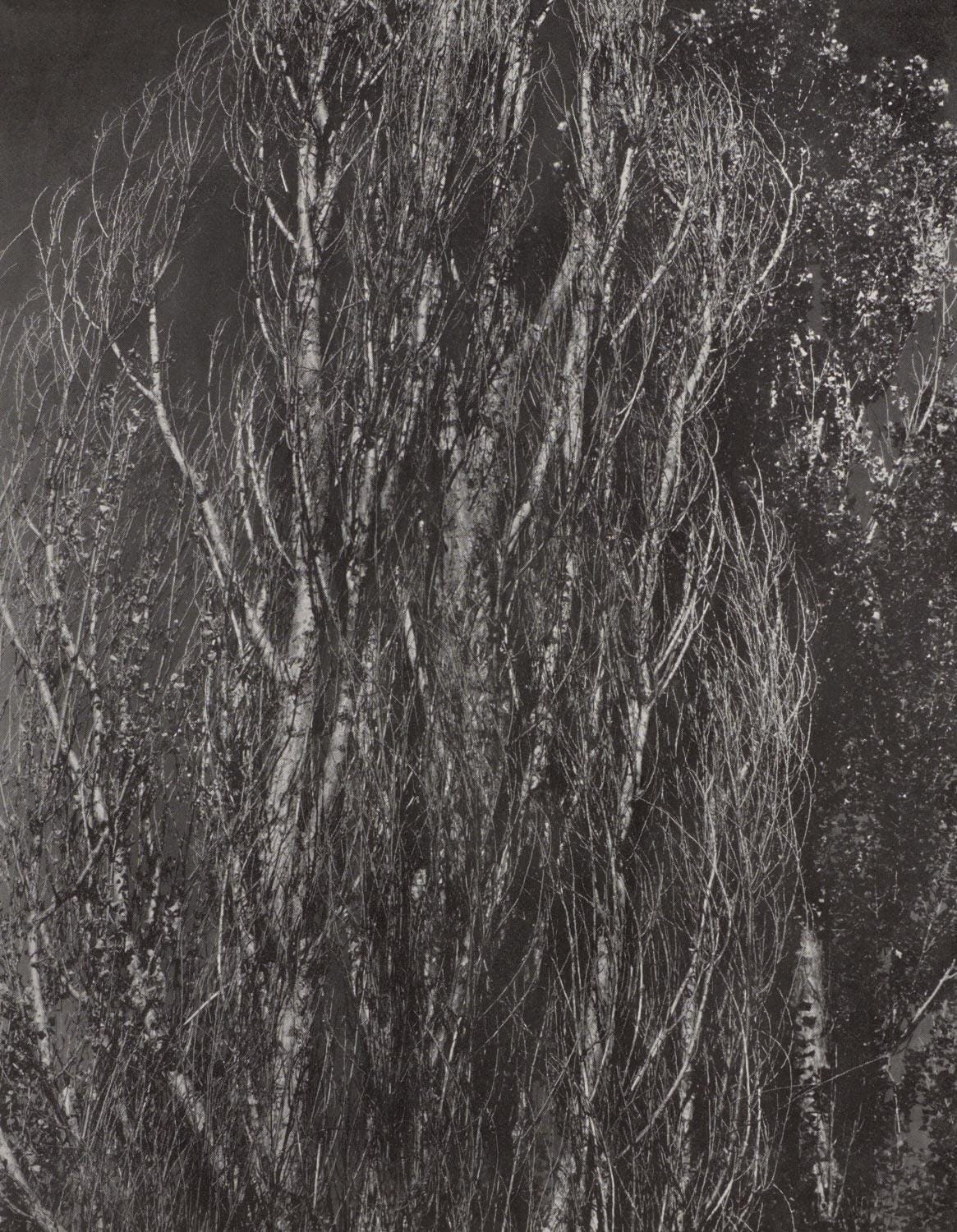 Alfred Stieglitz, Poplars, Lake George, Alfred Stieglitz Memorial Portfolio 1864-1946, Halftone