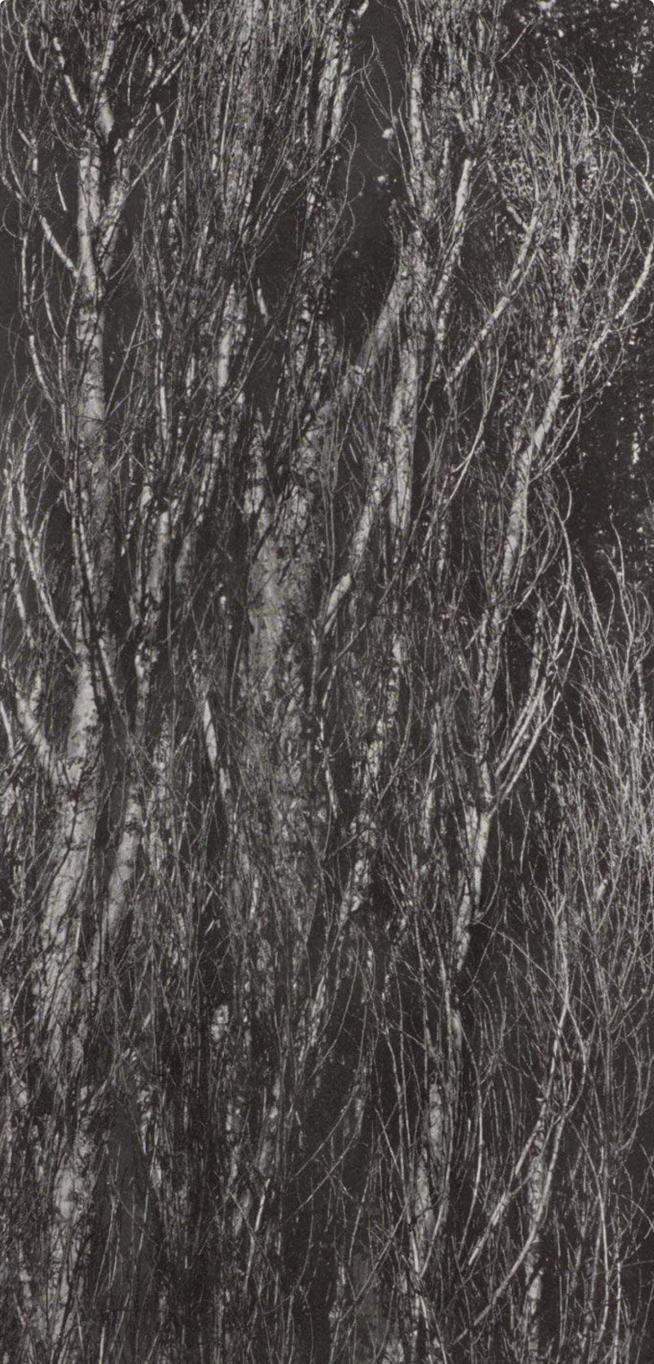 Alfred Stieglitz, Poplars, Lake George, Alfred Stieglitz Memorial Portfolio 1864-1946, Halftone