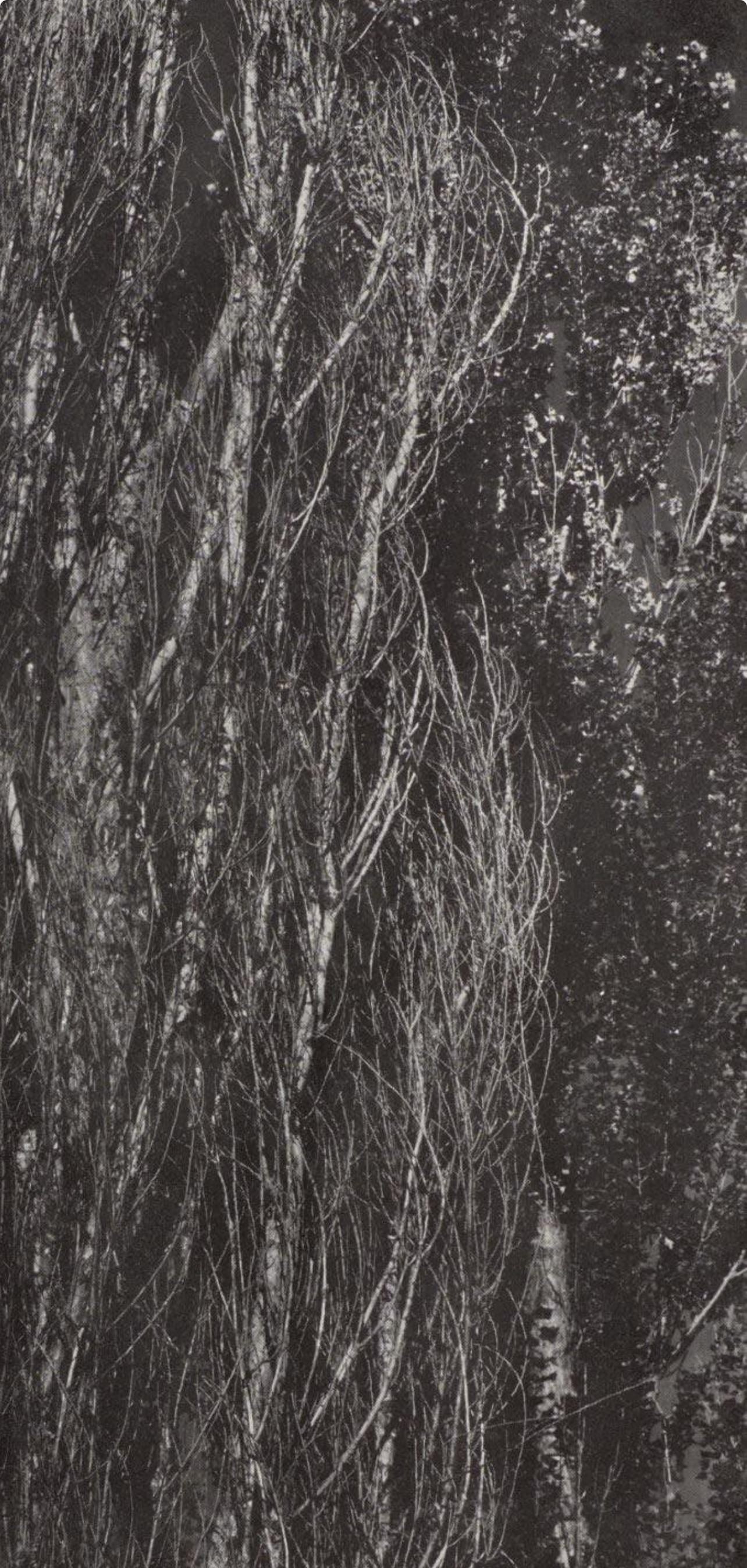 Alfred Stieglitz, Poplars, Lake George, Alfred Stieglitz Memorial Portfolio 1864-1946, Halftone