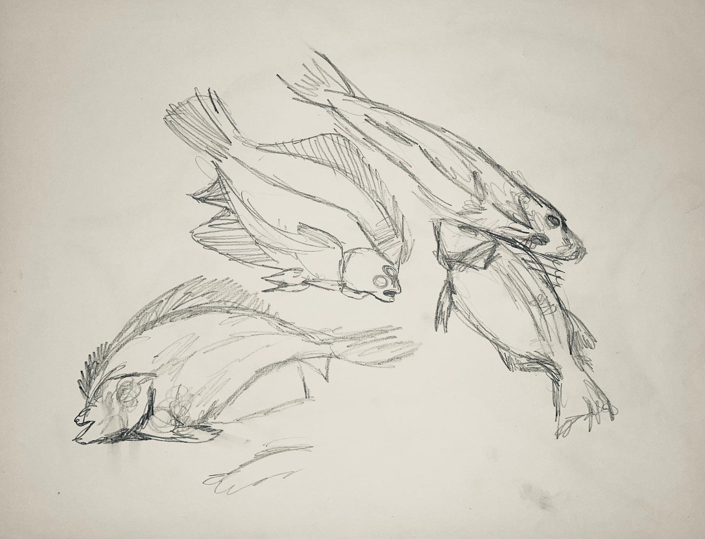 Ian Hornak, Renaissance Fish Study, 1963, Original Drawing