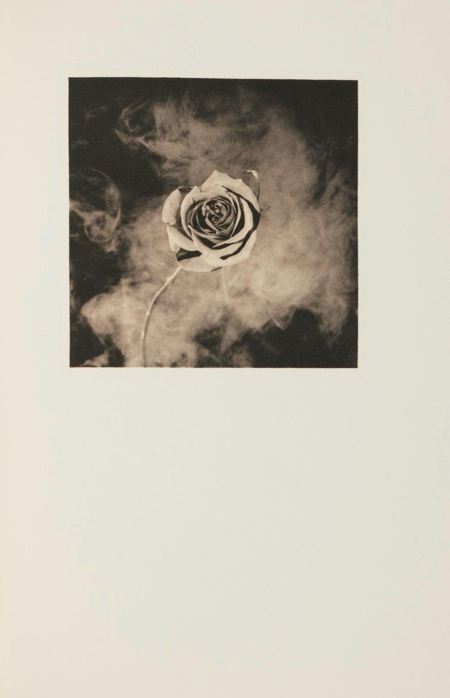 Robert Mapplethorpe, Rose With Smoke, A Season In Hell, Photogravure