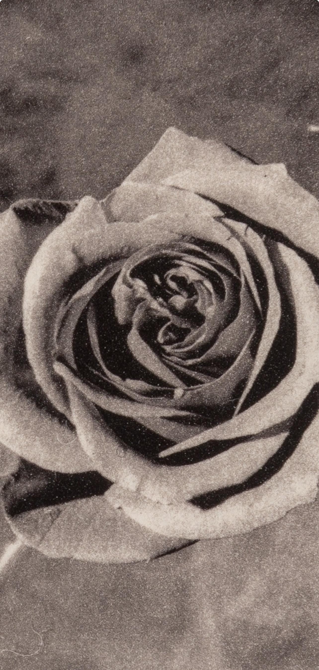 Robert Mapplethorpe, Rose With Smoke, A Season In Hell, Photogravure