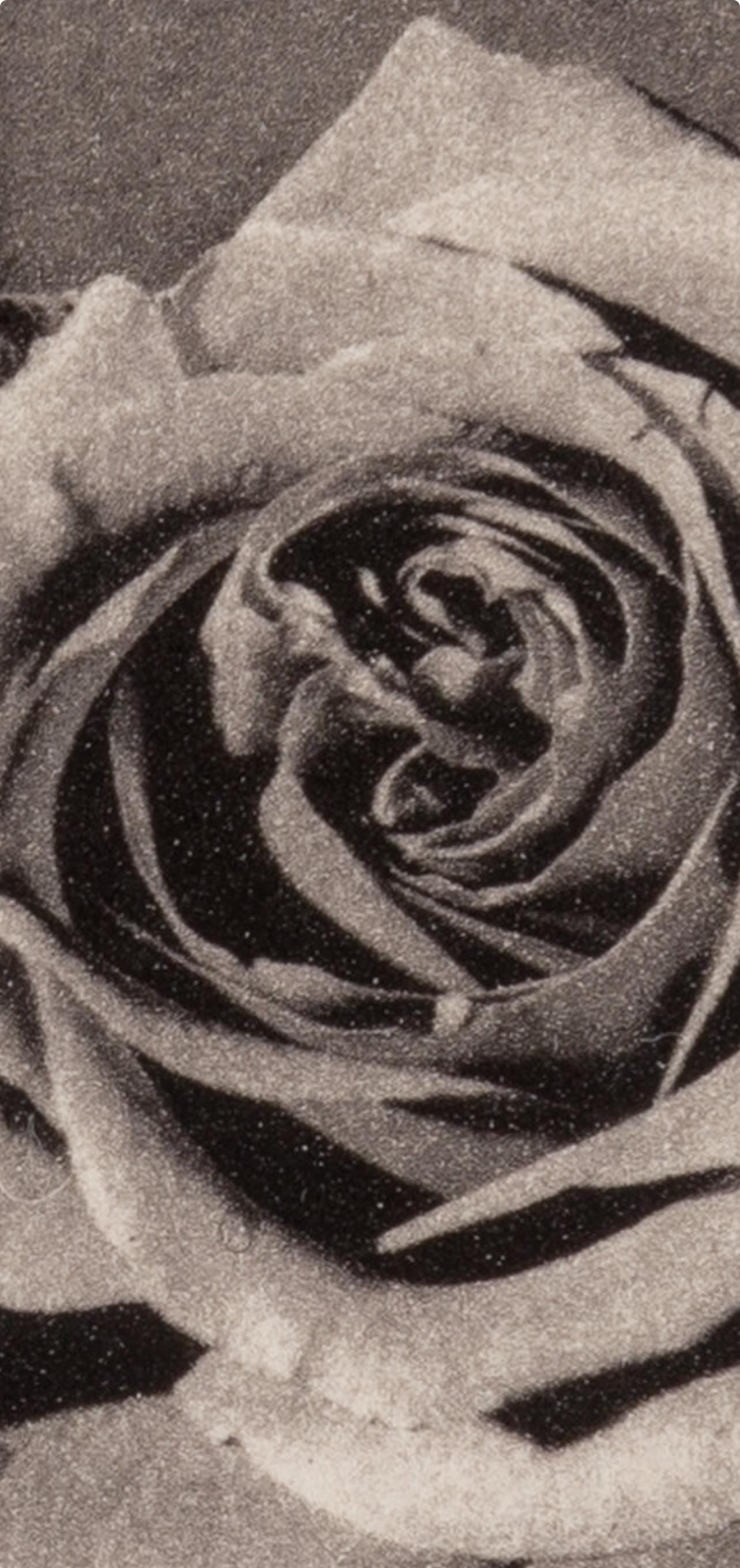 Robert Mapplethorpe, Rose With Smoke, A Season In Hell, Photogravure