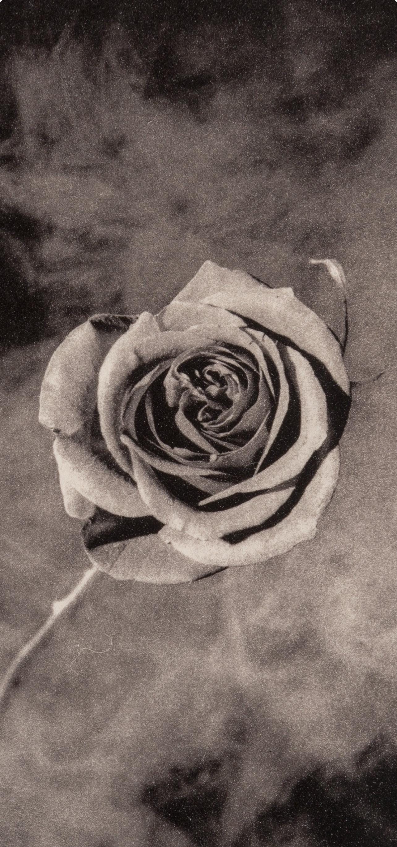 Robert Mapplethorpe, Rose With Smoke, A Season In Hell, Photogravure