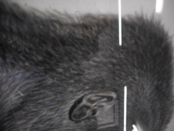 Charles Lynn Bragg - Gorilla Unique Original Acrylic Painting Signed Framed