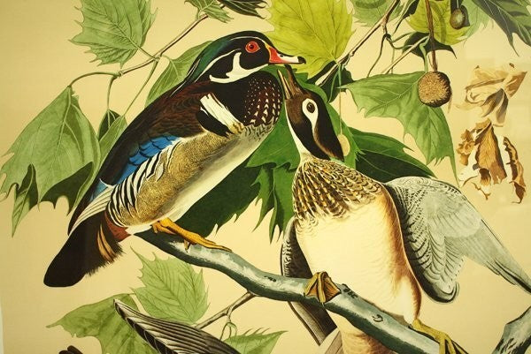 John James Audubon "Wood Duck" Lithograph By M. Bernard Loates Signed 16/1000