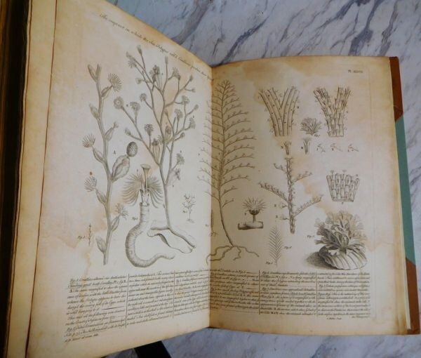 1755 John Ellis An Essay Towards A Natural