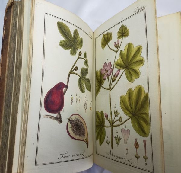 Johannes Zorn Icones Plantarum Medicinalium Vol V 1784 1St Ed Hand Colored Plate