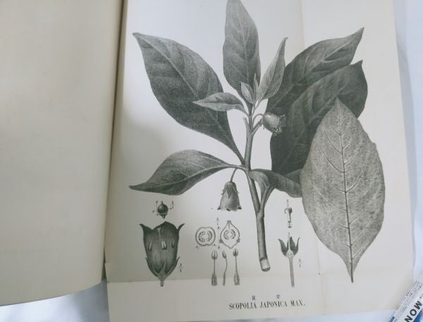 Eykman Phytochemische Notizen Japanische Pflanzen Tokyo University 1883 Rare