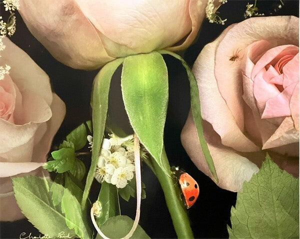 Charlotte Bird (Uk) Photograph Print Fairy Rose