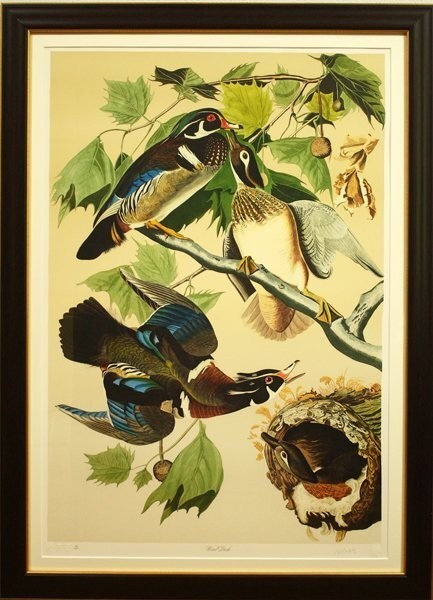 John James Audubon "Wood Duck" Lithograph By M. Bernard Loates Signed 16/1000