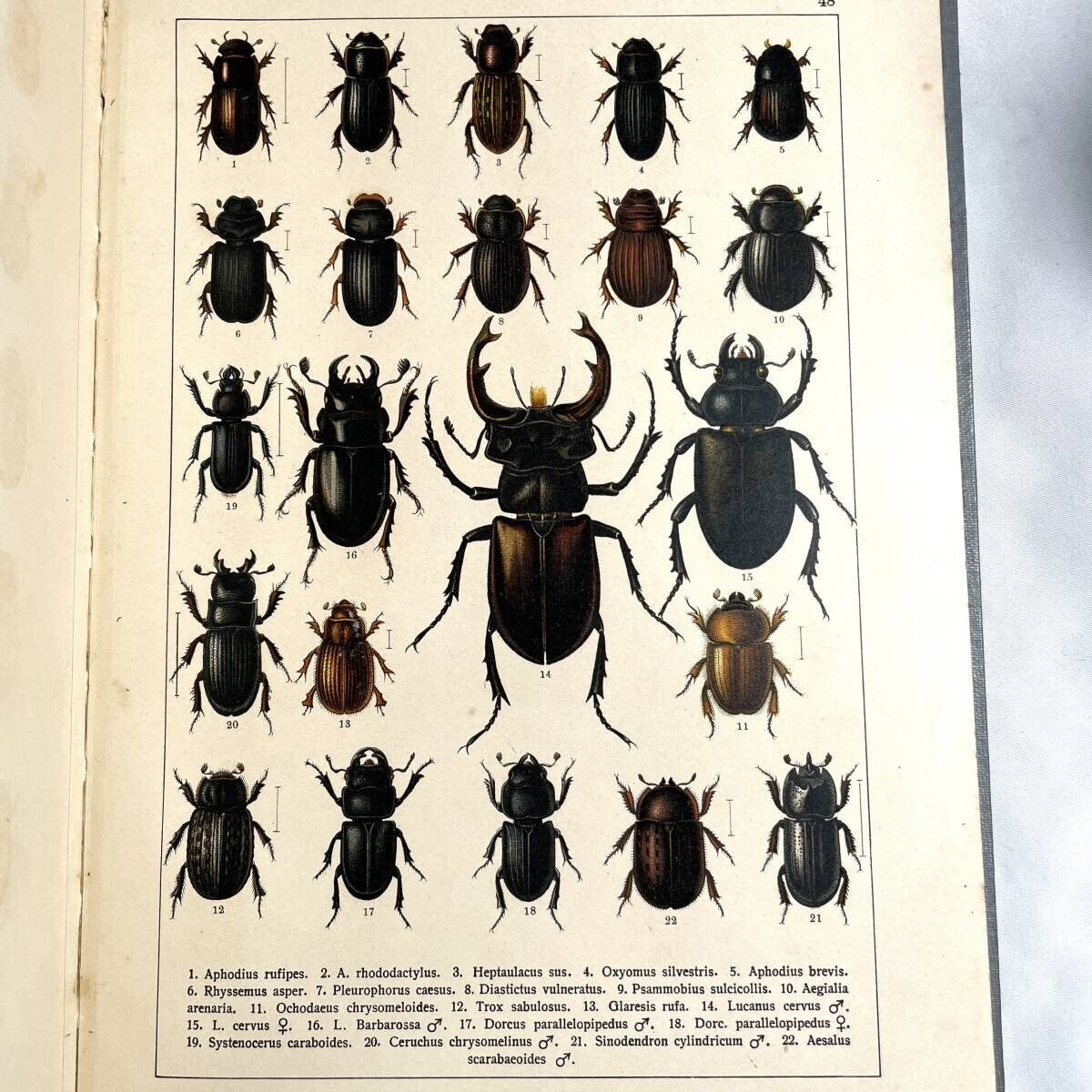 Atlas brouku by Frantiek Klaplek, 1903, Czech Beetle Atlas, Full-Color