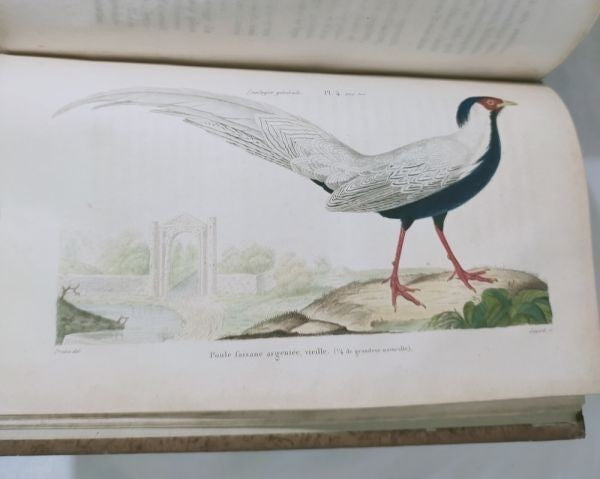 Isidore Geoffroy Saint-Hilaire Essais Zoologie Generale 1841 W Handcolored Plate
