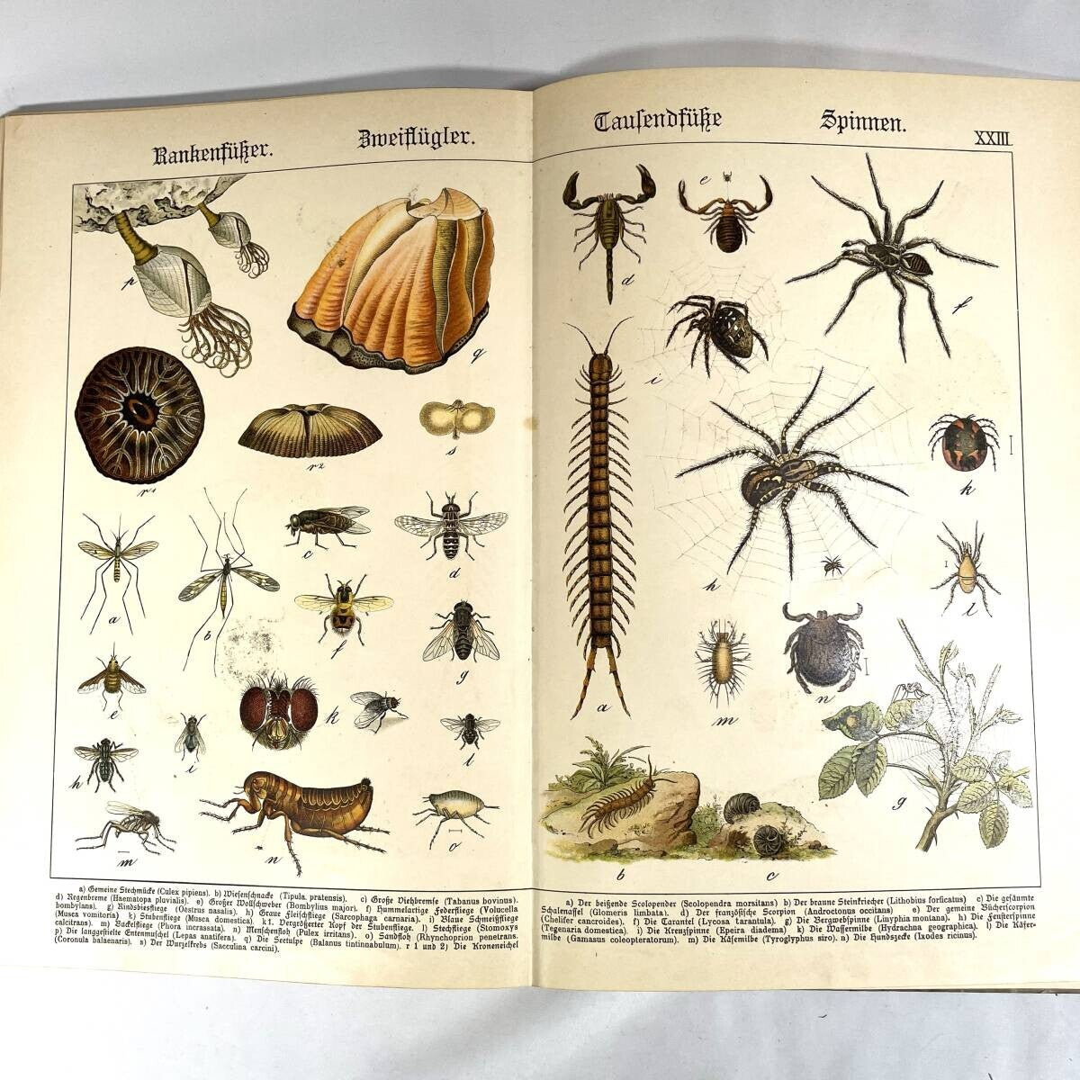 1886 Natural History By Dr. G.H. V. Schubert, 1St