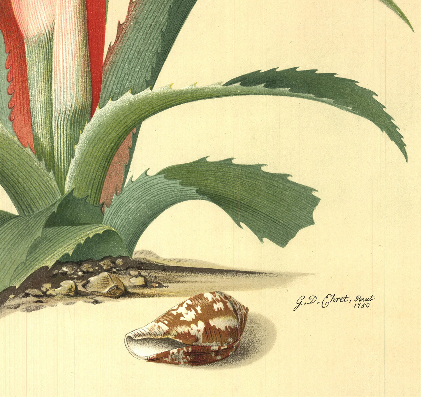 Georg Dionysius Ehret Flower Books And Paintings From The Plesch Botanical Found
