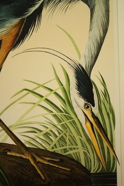 John James Audubon Great Blue Heron Birds Of America Bernard Loates Lithograph
