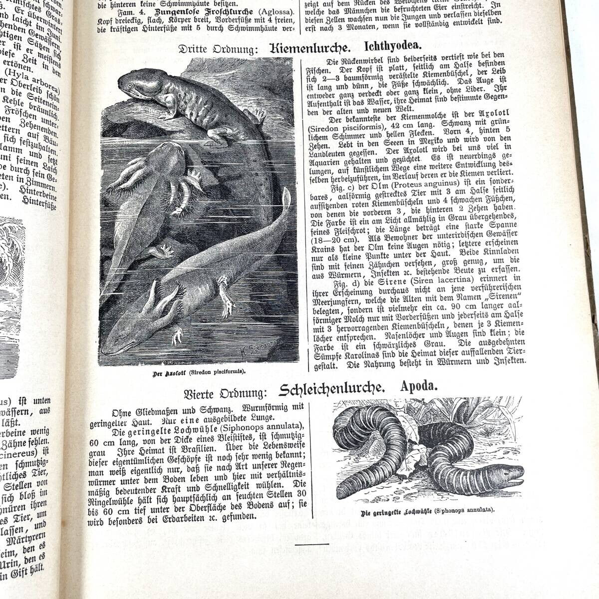 1886 Natural History By Dr. G.H. V. Schubert, 1St