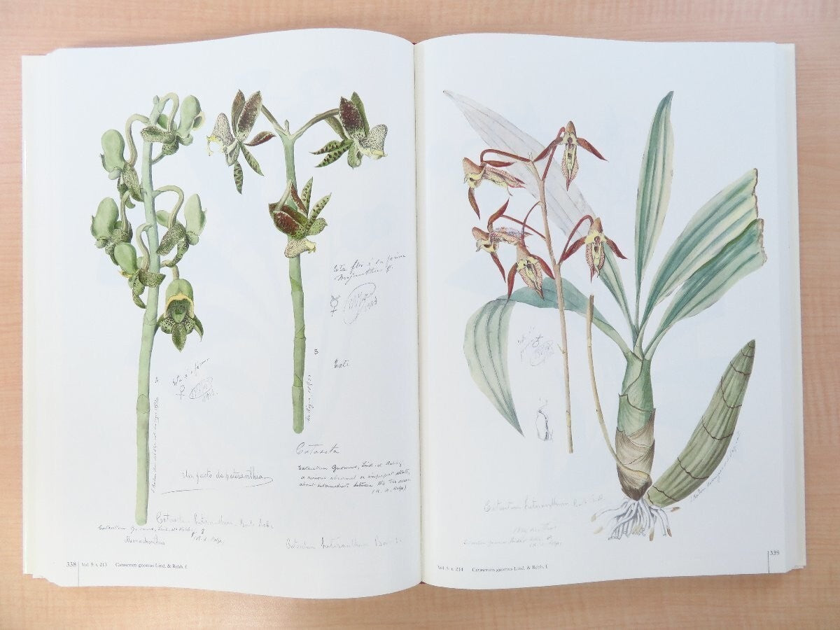 Joao Barbosa Rodrigues :Iconographie Des Orchides