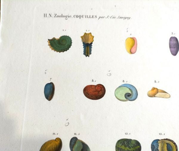 Napoleon Egypt Description De Legypte 1817 Savigny Shells Plate 5 Hand Colored
