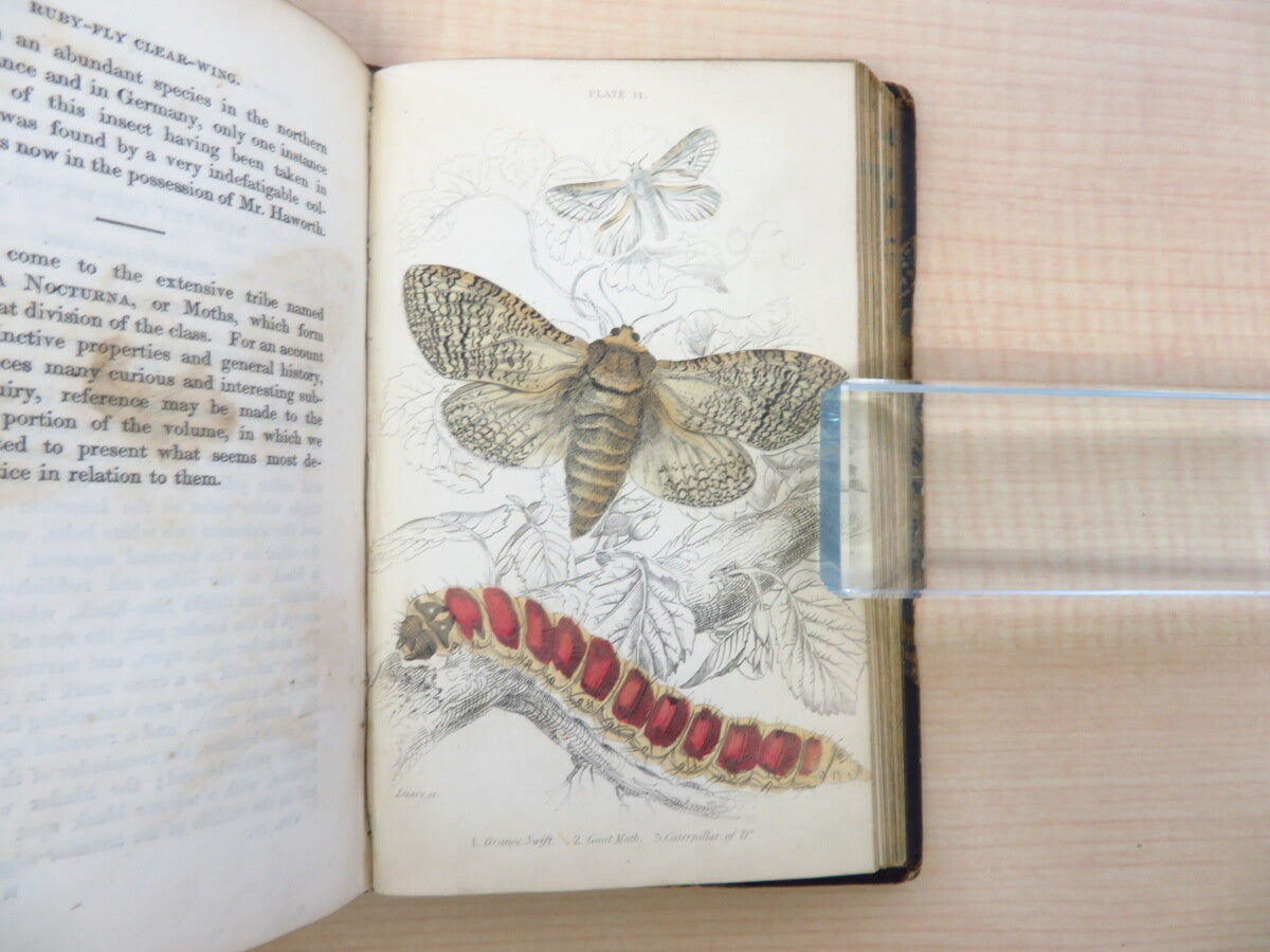 James Duncan?The Naturalist'S Library 4?1836 British Moth Book