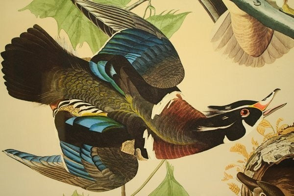 John James Audubon "Wood Duck" Lithograph By M. Bernard Loates Signed 16/1000