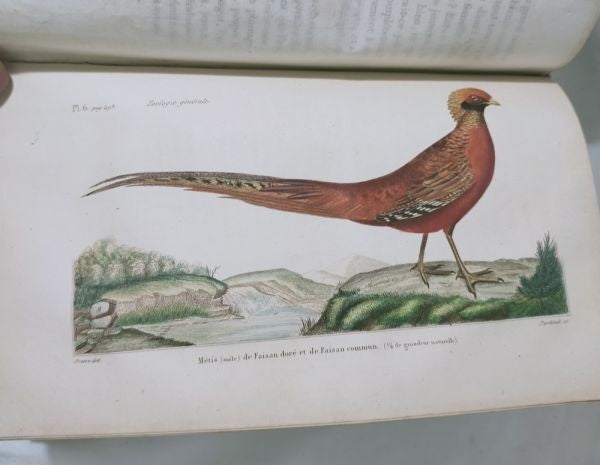 Isidore Geoffroy Saint-Hilaire Essais Zoologie Generale 1841 W Handcolored Plate