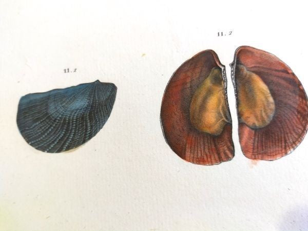 Napoleon Egypt Description De Legypte 1817 Savigny Crenatules Hand Colored Plat