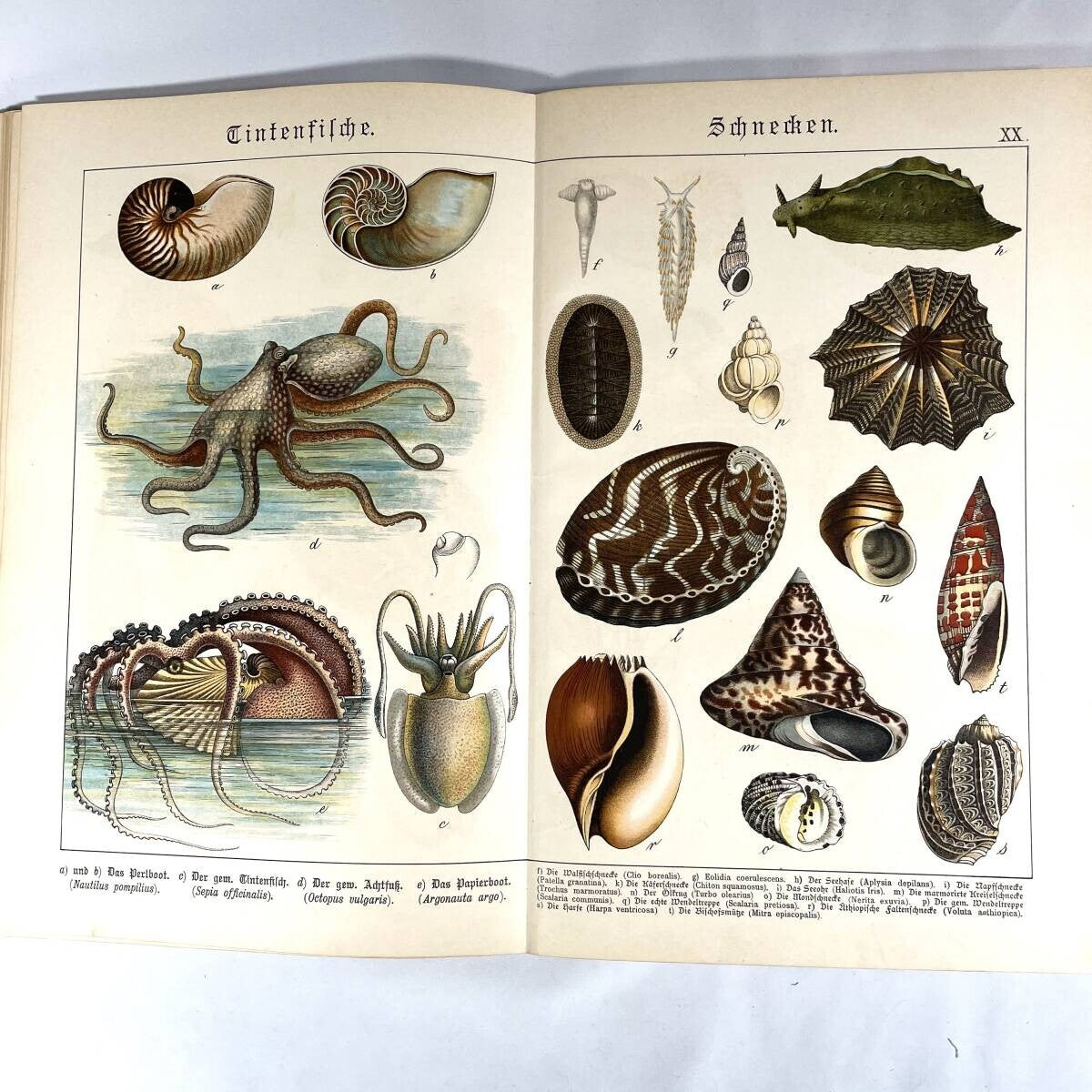 1886 Natural History By Dr. G.H. V. Schubert, 1St