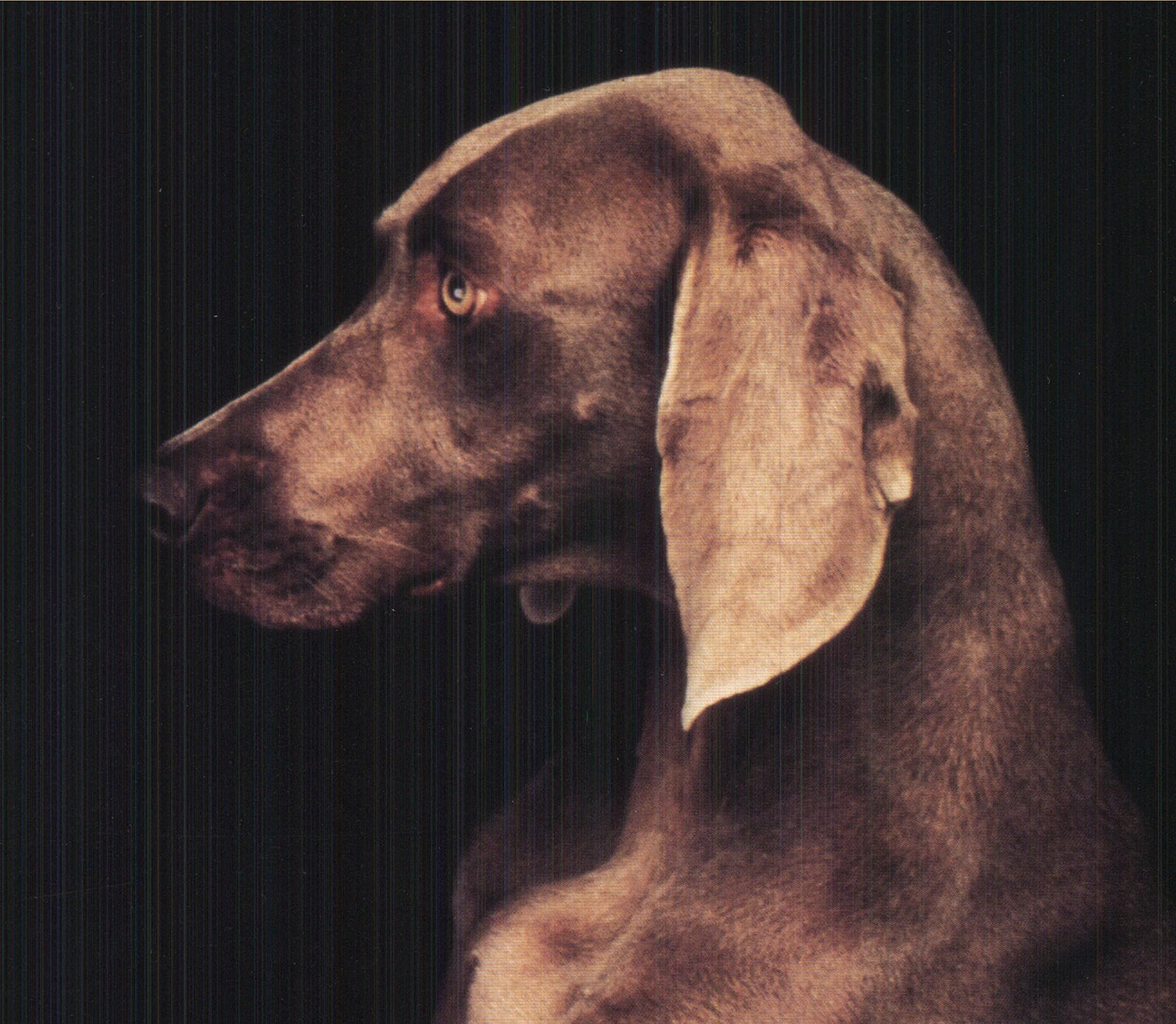 William Wegman In The Box (Right) " Offset Lithograph Pop Art