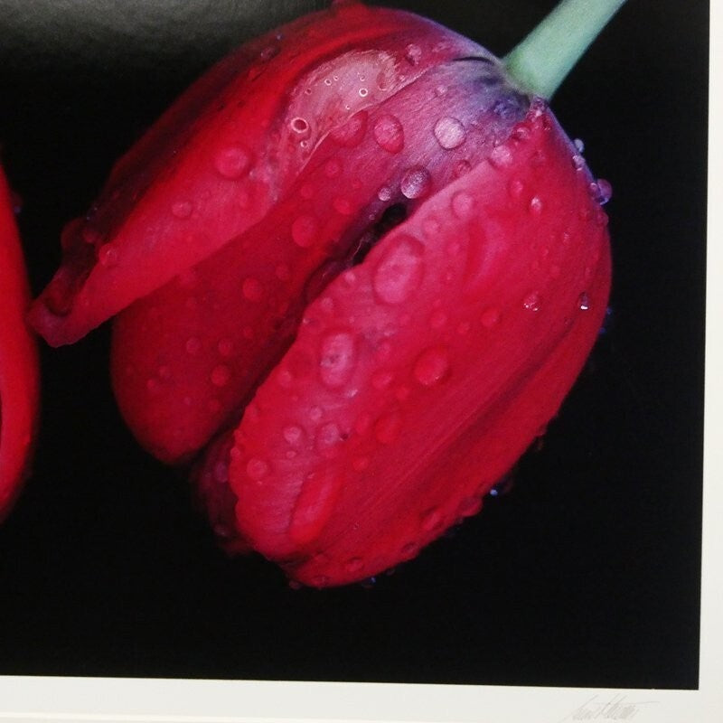 Ernst Haas Dye-Transfer Print "Flowers I (Red Tulips 1984)" Signed Limited Ed30