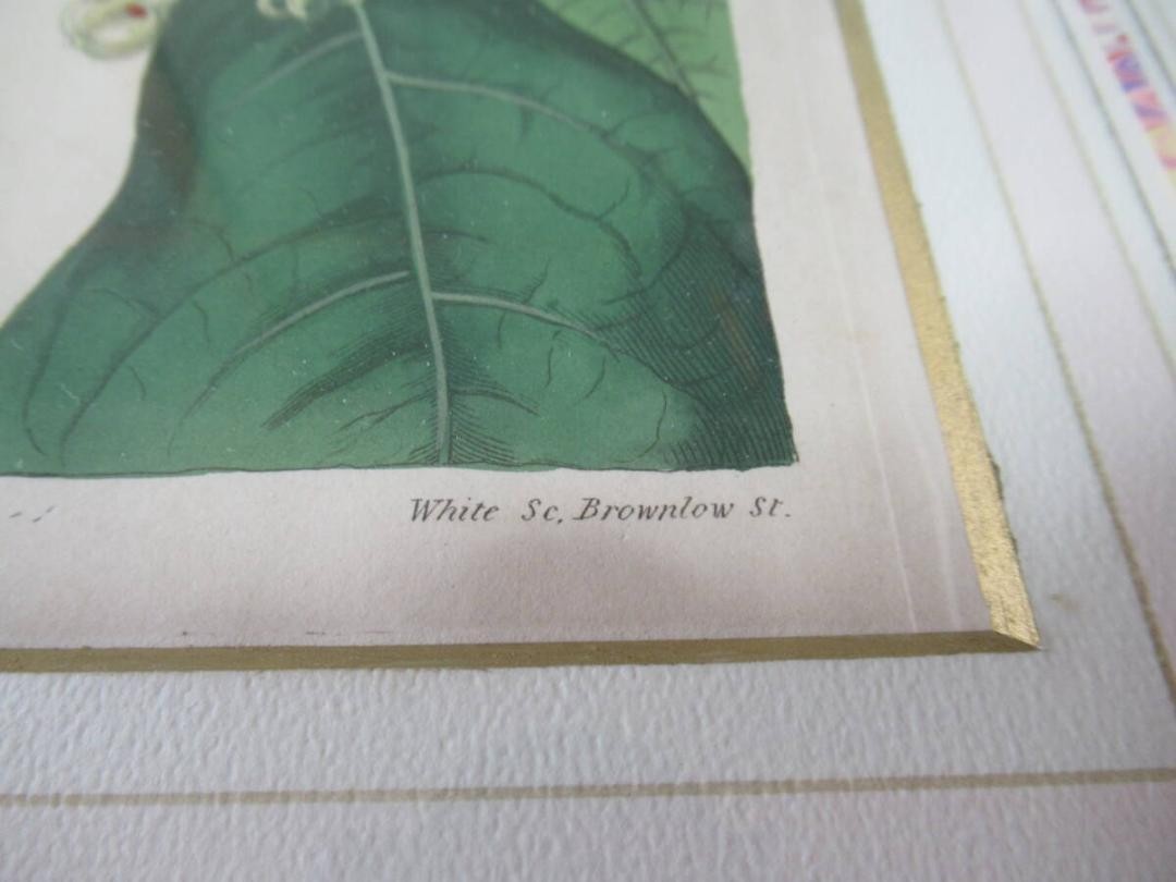 Syd. Edwards Botanical Engraving "Sterculia Balanghas" 1817 London Hand-Colored