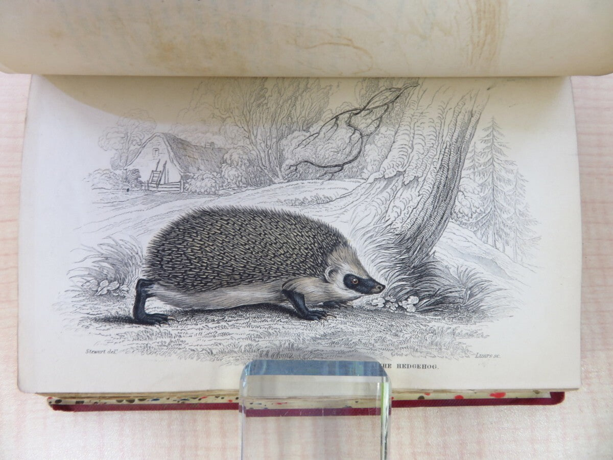 William Jardine The Naturalist'S Library. Vol Xvii. Mammalia: British Quadrupeds