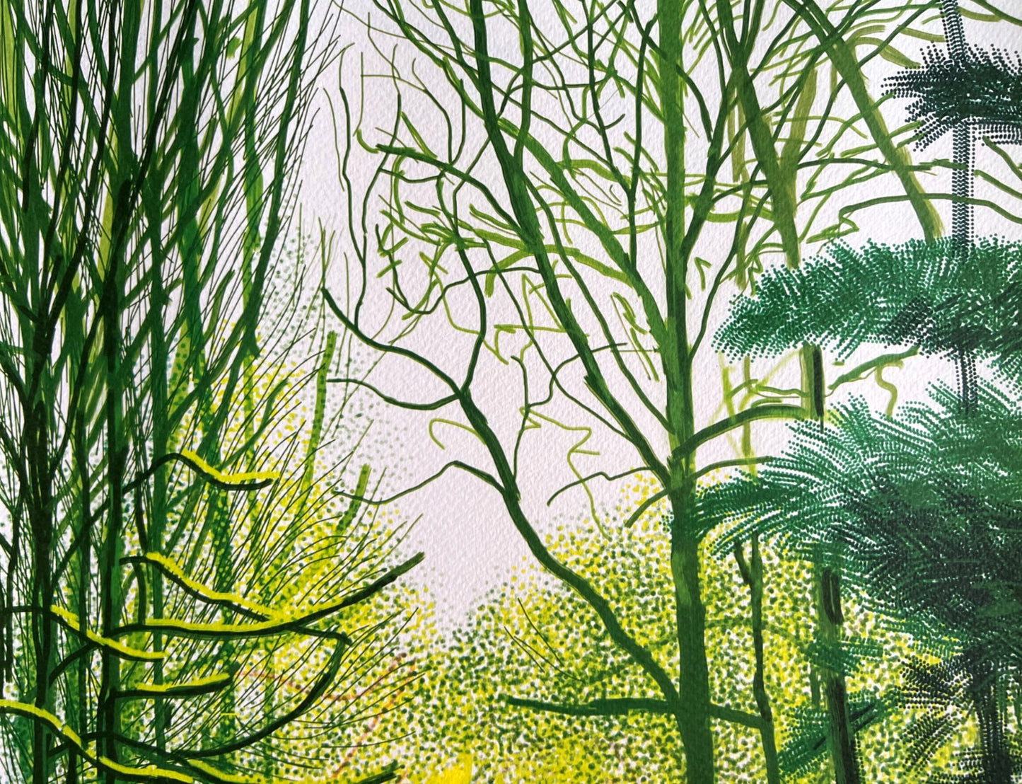 David Hockney Lithograph Coa Signed Op Numbered