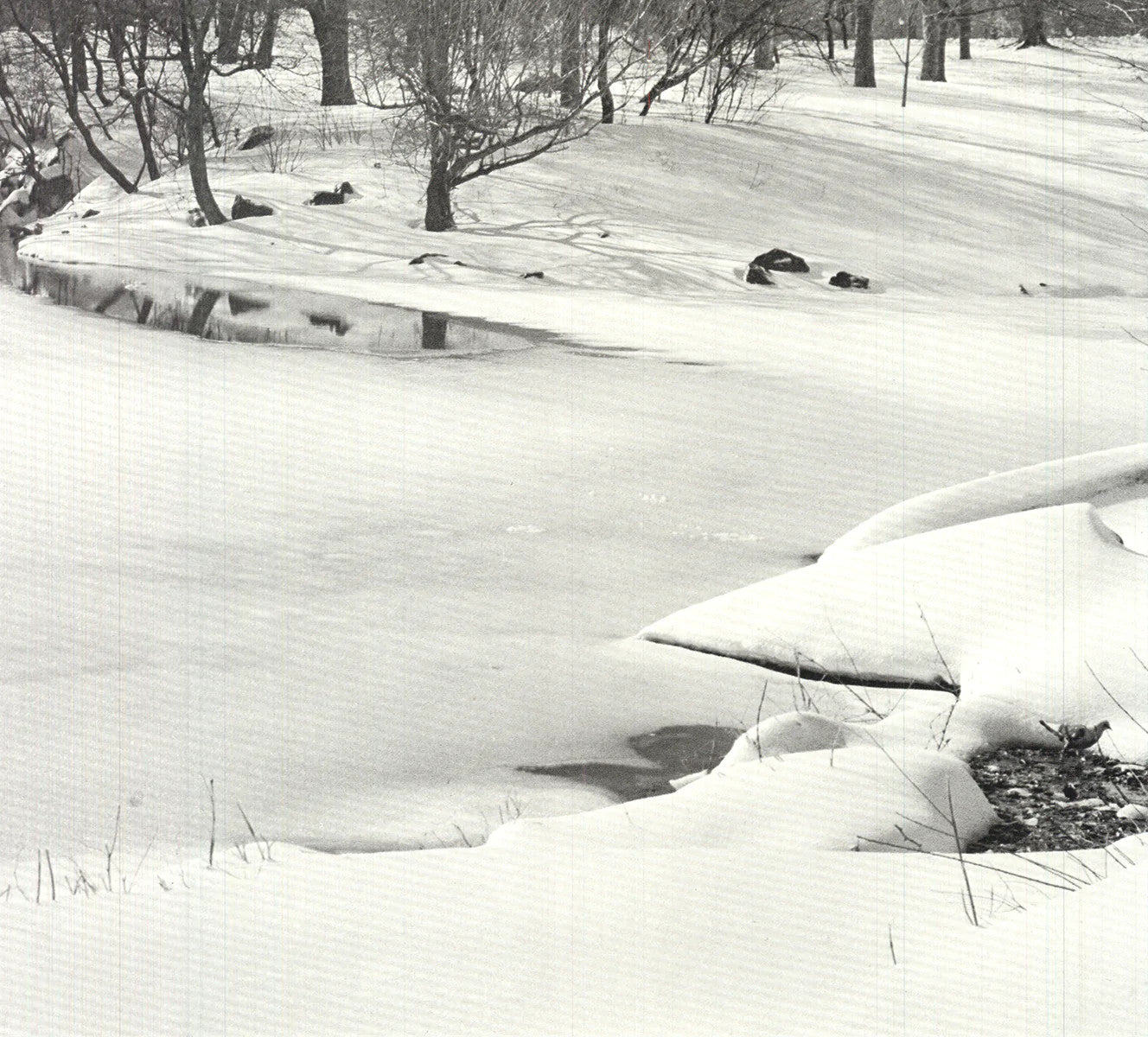 Joel Greenberg Central Park " Offset Lithograph Contemporary