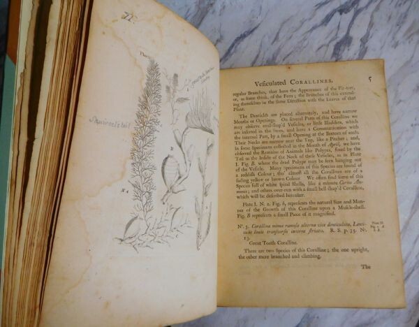 1755 John Ellis An Essay Towards A Natural