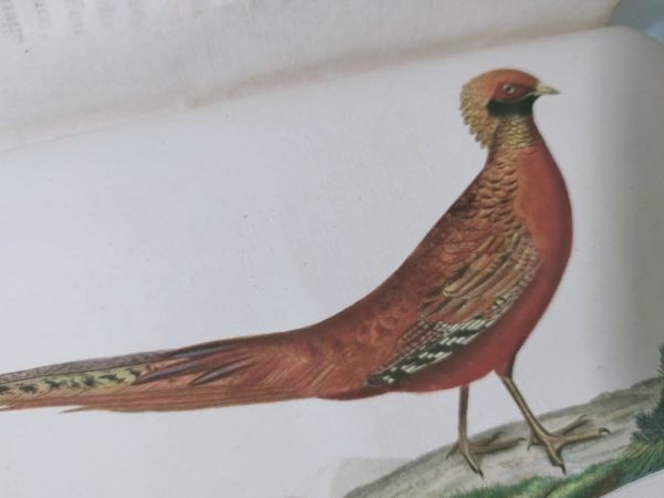 Isidore Geoffroy Saint-Hilaire Essais Zoologie Generale 1841 W Handcolored Plate