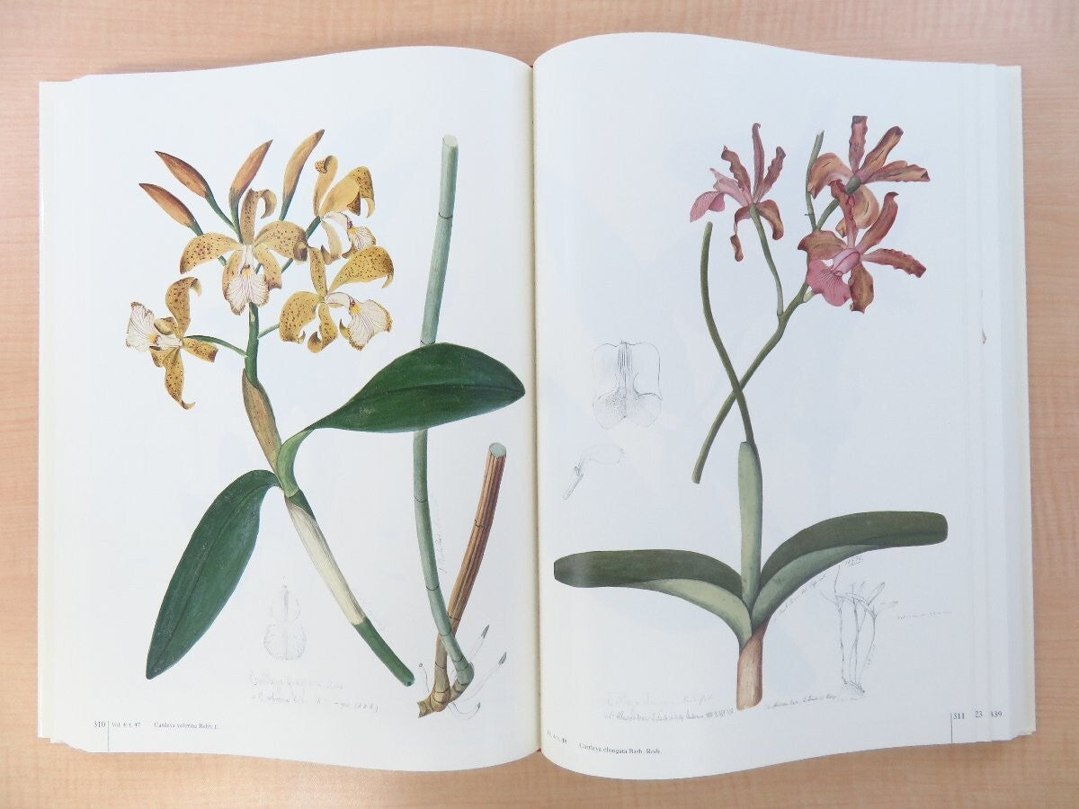 Joao Barbosa Rodrigues :Iconographie Des Orchides