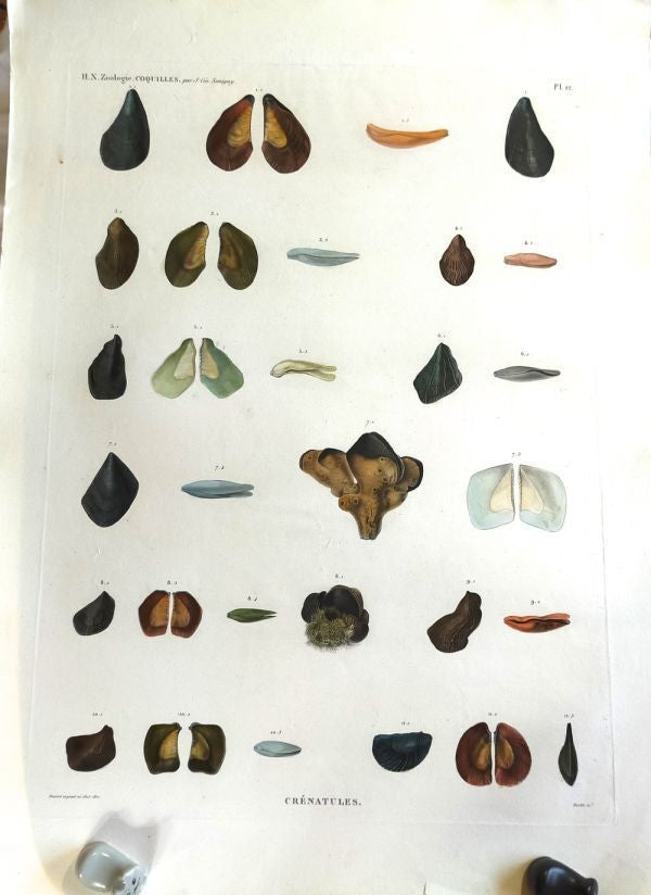 Napoleon Egypt Description De Legypte 1817 Savigny Crenatules Hand Colored Plat