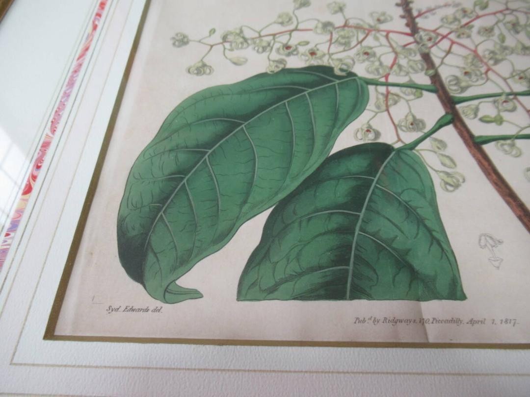 Syd. Edwards Botanical Engraving "Sterculia Balanghas" 1817 London Hand-Colored