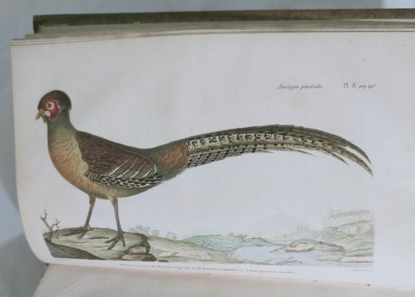 Isidore Geoffroy Saint-Hilaire Essais Zoologie Generale 1841 W Handcolored Plate